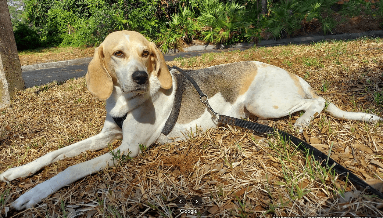 Pet grooming showcase 2