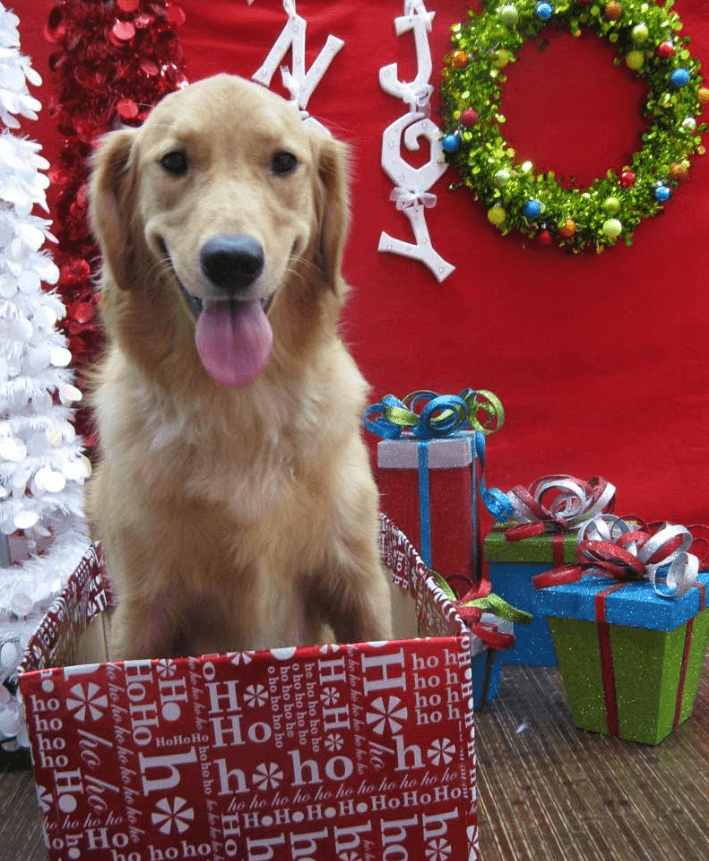 Pet grooming showcase 5