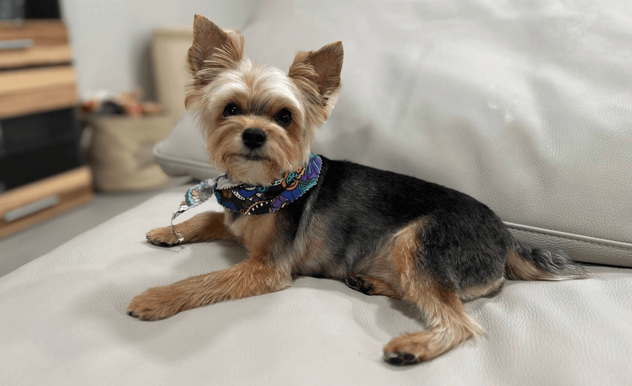 Pet grooming showcase 7