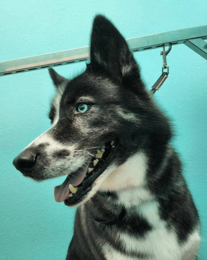 Pet grooming showcase 8